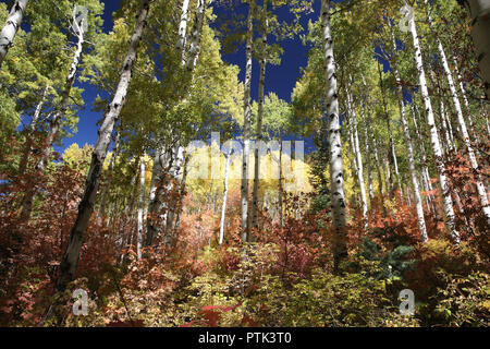 Couleurs d'automne dans les montagnes, Big Cottonwood canyon, Salt Lake City, Utah. Banque D'Images