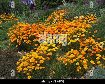 Eschscholzia californica Pavot de californie Banque D'Images