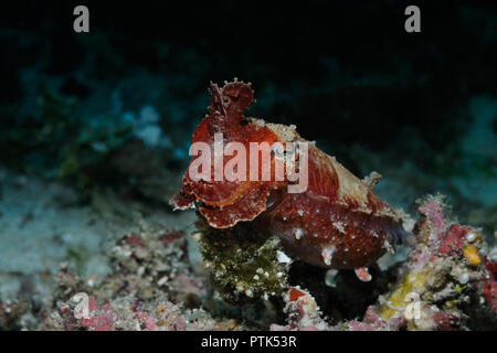 Seiches (Sepia aculeata aiguille (Lat)) survole un corail avec des tentacules, Panglao, Philippines Banque D'Images