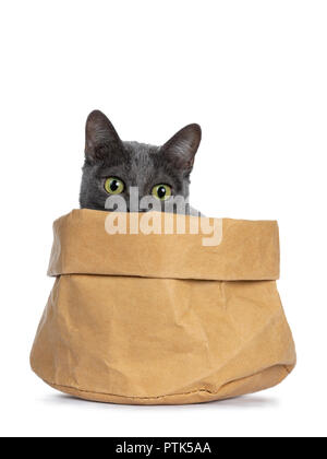 Silver tipped blue cat Korat adultes assis dans sac de papier brun et juste à l'accent sur le bord de l'appareil photo ci-dessous avec des yeux verts, isolé sur blanc retour Banque D'Images
