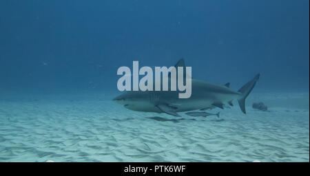 Une femelle requin taureau enceintes approche de la côte et de trouver des eaux calmes pour donner naissance Banque D'Images