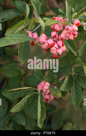 Euonymus phellomanus, jeune succulentes baies roses empoisonnées de burning bush baies rouge vif avec le mûrissement graines à l'intérieur extrêmement toxiques Banque D'Images