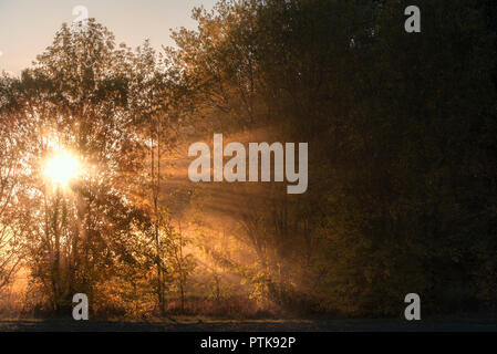 Lever du soleil de l'automne paysage avec le soleil à travers la brume et arbres piercing, éclairant avec ses rayons la forêt, lors d'une journée ensoleillée d'octobre, en Allemagne. Banque D'Images