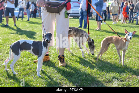 Femme marche sur une laisse de trois chiens sur le concours Banque D'Images