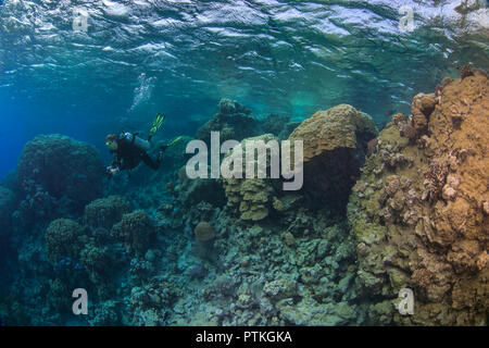 Scuba Diver femme relfecting blue lagoon explore les couleurs des coraux de la Mer Rouge. Banque D'Images