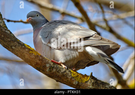 Pigeon ramier assis sur une branche à la recherche dans l'appareil. Banque D'Images