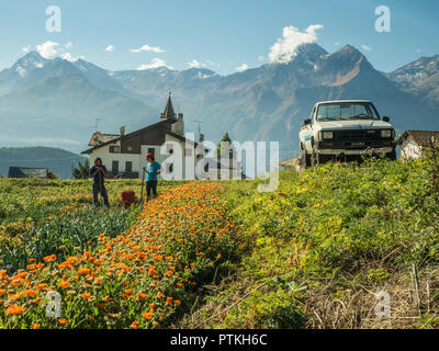 Agriculteurs dans une parcelle de légumes dans le village de Lignan, vallée d'Aoste, NW Italie. Banque D'Images