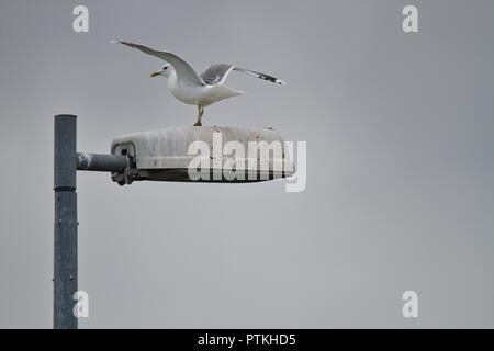 Par temps nuageux, gris dans une petite ville, une mouette se reposer et répandre les ailes sur un lampadaire local sales. Banque D'Images