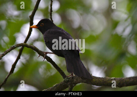 Oiseau noir avec un bec jaune et les yeux assis sur la branche d'un arbre. Banque D'Images