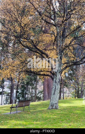 Banc de parc vide, Automne, Jardins de Queenstown NZ Banque D'Images