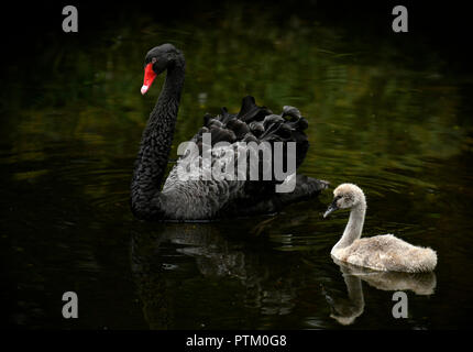 Cygne noir (Cygnus atratus) avec chick dans l'eau, Espagne Banque D'Images