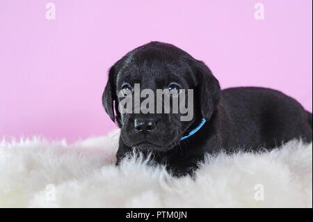 Labrador Retriever, noir, 4 semaines, couché sur la peau de mouton, Autriche Banque D'Images