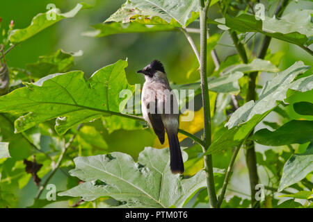 Bulbul à tête fuligineux (Pycnonotus aurigaster) se trouve dans les feuilles, Chiang Dao, Thaïlande Banque D'Images