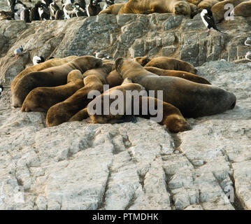 Colonie de lions de mer se reposant sur une petite île sur le canal de Beagle, Tierra del Fuego, Argentina Banque D'Images
