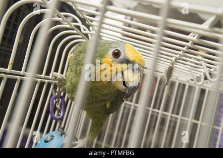 Austell, GA, USA. Août 31, 2018. Diego et Teri Chacon gérer Austell sa propre 'Wild Kingdom' à Animart animaux domestiques. Les spécialistes des animaux de compagnie exotiques à avance manuelle offre bébé oiseaux, reptiles, poissons d'eau douce et d'eau et ont acquis une réputation qui va bien au-delà des frontières d'un etat.Photo : ''Einstein'' les visiteurs de montres store à partir de sa cage.Einstein est une orange-winged Amazon. Crédit : Robin Rayne Nelson/ZUMA/Alamy Fil Live News Banque D'Images