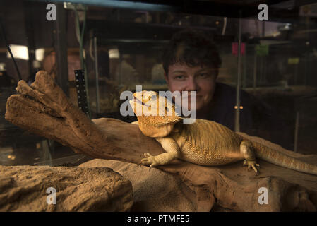 Austell, GA, USA. Août 31, 2018. Diego et Teri Chacon gérer Austell sa propre 'Wild Kingdom' à Animart animaux domestiques. Les spécialistes des animaux de compagnie exotiques à avance manuelle offre bébé oiseaux, reptiles, poissons d'eau douce et d'eau et ont acquis une réputation qui va bien au-delà des frontières d'un etat.Photo : Angus Stricker avec Visa, un dragon barbu à dos en cuir. L'espèce est originaire d'Australie. Crédit : Robin Rayne Nelson/ZUMA/Alamy Fil Live News Banque D'Images