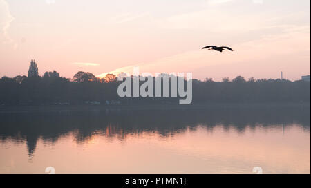 Hanovre, Basse-Saxe. 10 Oct, 2018. Un héron survole le Maschsee au lever du soleil dans le brouillard du matin. Credit : Julian Stratenschulte/dpa/Alamy Live News Banque D'Images