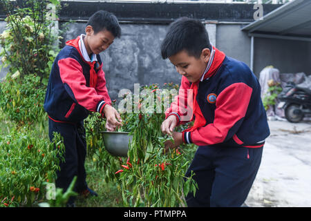 Hangzhou, Chine, Province de Zhejiang. 10 Oct, 2018. Les élèves choisir des légumes à la plantation de Donglin École élémentaire dans la ville de Donglin Shanghai, Chine de l'est la province du Zhejiang, le 10 octobre 2018. La plantation de l'école élémentaire Donglin entrés dans la saison des récoltes récemment. Credit : Xu Yu/Xinhua/Alamy Live News Banque D'Images