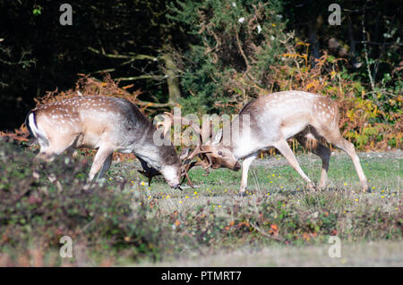 New Forest, Hampshire, Royaume-Uni. 10 Oct 2018. Daims cerfs cornes de verrouillage dans un concours bien équilibrés, dans le sud de l'Angleterre's New Forest. Credit : Esme Vangelis/Alamy Live News Banque D'Images