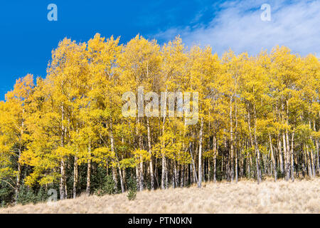 Un stand de trembles en automne couleurs d'or et jaune sur le bord d'un pré herbeux Banque D'Images
