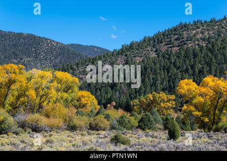 Couleurs d'automne dans un bosquet de peupliers qui tapissent le fond d'une vallée dans le nord du Nouveau Mexique Banque D'Images