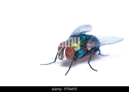Une mouche domestique l'un des vecteurs de maladie isolé sur fond blanc Banque D'Images