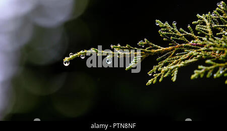 Membres de l'arbre à feuilles persistantes avec des gouttelettes de pluie à l'automne à Mt. Rainier, Washington, de l'État Banque D'Images