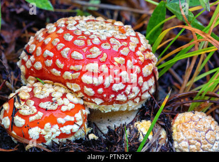 Les champignons Agaric voler dans la neige à Mt. Rainier, Washington State Banque D'Images