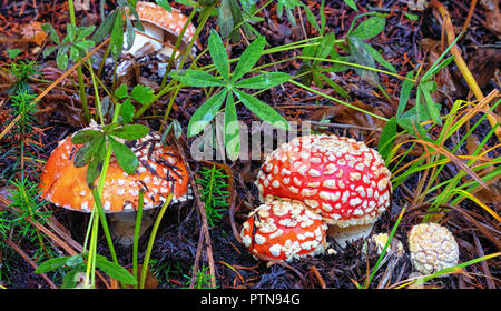 Les champignons Agaric voler dans la neige à Mt. Rainier, Washington State Banque D'Images