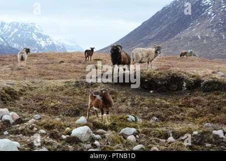 Un groupe de six chèvres de montagne sauvage dans un pré en dessous d'un harfang Buachaille Etive Mor, Glen Etive, dans les Highlands, Ecosse, Royaume-Uni. Banque D'Images