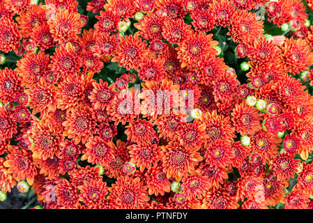 Gros plan du chrysanthème rouge naturel sous la douce lumière de fin d'été Banque D'Images