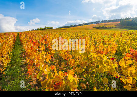 Landreville (nord-est de la France). Paysage de la région des vins de Champagne, région viticole de "Côte des Bars", sur la route touristique du Champagne. ** Banque D'Images