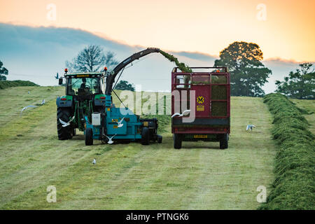 Travailler ensemble dans le champ agricole,1 tracteur tractant récolteuse-hacheuse & 1 la collecte de l'herbe coupée pour l'ensilage dans la remorque - soirée du Yorkshire, England, GB, UK Banque D'Images