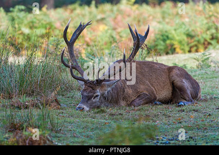 Hot Red Deer Stag reposant parc Richmond UK Banque D'Images