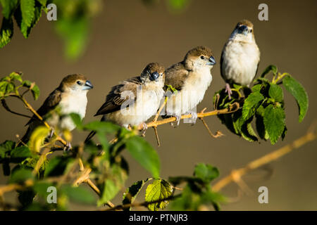 L'Indian silverbill ou white-throated munia (Euodice malabarica) est un petit passereau trouvés dans le sous-continent indien et des régions voisines. Banque D'Images