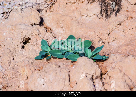 Image plante verte pousse sur l'argile séché Banque D'Images