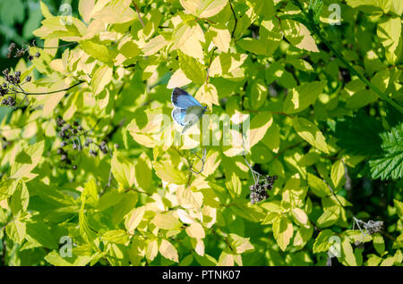 Petit papillon sur un buisson au printemps Banque D'Images