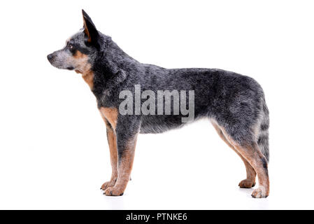 Portrait d'une adorable Australian Cattle Dog standing on white background. Banque D'Images