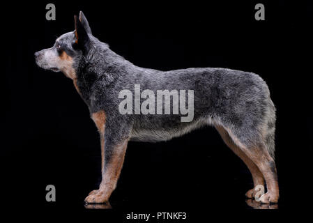 Portrait d'une adorable Australian Cattle Dog debout sur fond noir. Banque D'Images