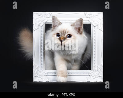 Belle Tabby Point Chaton Chat Sacre De Birmanie A Pas Avec Patte Blanche Par Le Biais D Un Cadre Photo Blanc Looking At Camera Isole Sur Fond Noir Photo Stock Alamy