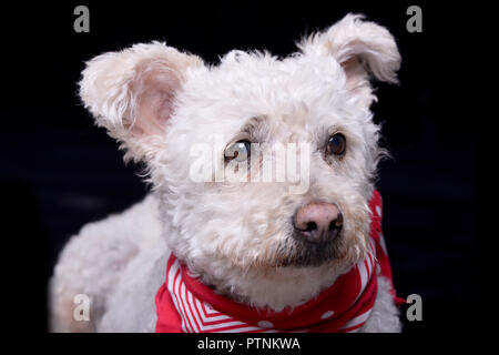 Portrait d'un adorable Poodle - studio shot, isolé sur le noir. Banque D'Images