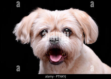 Portrait d'un adorable Chow Chow - studio shot, isolé sur le noir. Banque D'Images