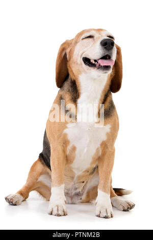 Portrait d'une adorable Beagle assis sur fond blanc. Banque D'Images