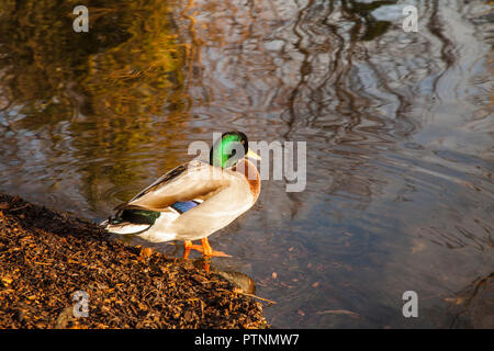 Un canard colvert au bord de l'étang en Ropner Park,Stockton on Tees,Angleterre,UK Banque D'Images