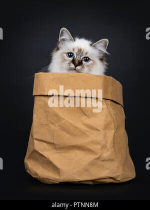 Tabby point magnifique chaton Sacré de Birmanie chat assis dans sac de papier brun à la recherche sur le bord droit dans l'objectif de la caméra avec des yeux bleus hypnotisant, isoler Banque D'Images