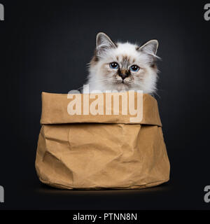 Tabby point magnifique chaton Sacré de Birmanie chat assis dans sac de papier brun à la recherche sur le bord droit dans l'objectif de la caméra avec des yeux bleus hypnotisant, isoler Banque D'Images