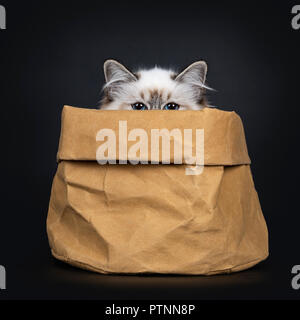 Tabby point magnifique chaton Sacré de Birmanie chat assis dans sac en papier brun à bord d'un peu plus de droit dans l'objectif de la caméra avec des yeux bleus hypnotisant, est Banque D'Images