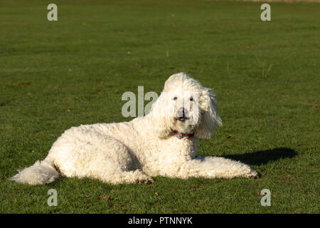 Labradoodle chien blanc sur la photo à l'extérieur, allongé sur le sol dans un parc Banque D'Images