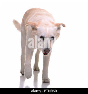 Portrait d'une adorable mixed breed dog walking sur fond blanc. Banque D'Images