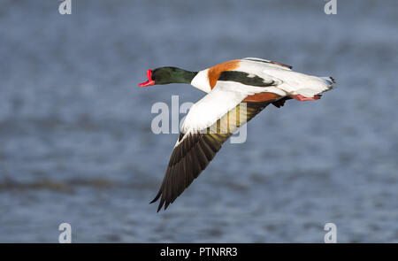 drake (Tadorna tadorna), un refuge britannique sauvage isolé en vol à mi-vol, volant au-dessus de l'eau, orienté vers la gauche. Banque D'Images